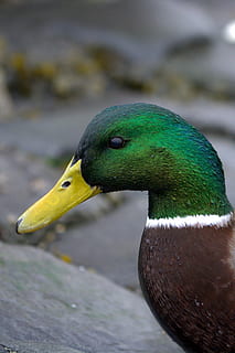 duck, ducks, bird, drake, animal, animal portrait, water bird HD wallpaper
