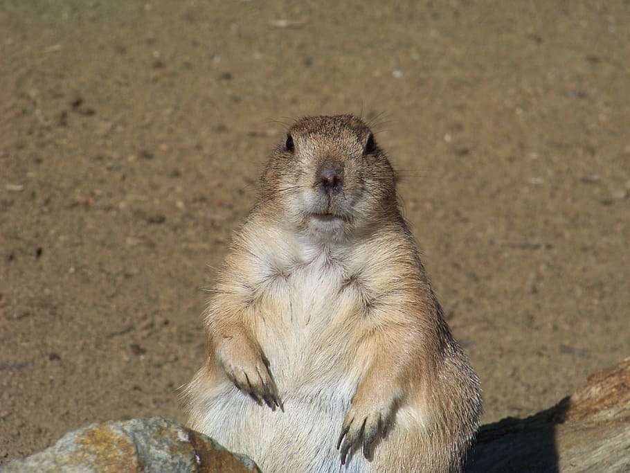 Rodent, Marmot, Animals, one animal, animal wildlife, animals in the wild HD wallpaper