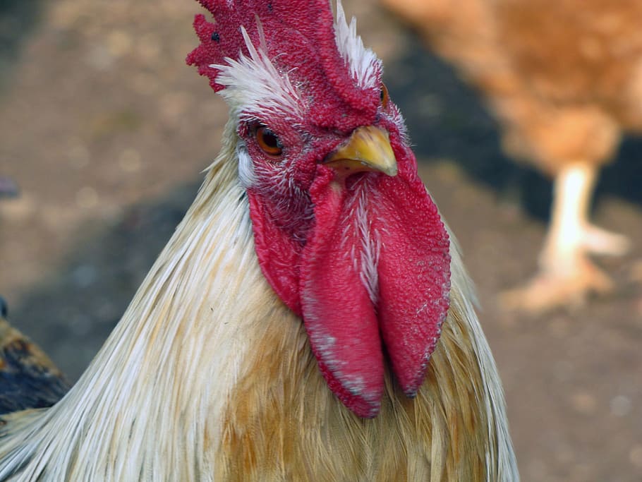 hen, bird, poultry, livestock, animal themes, chicken - bird HD wallpaper