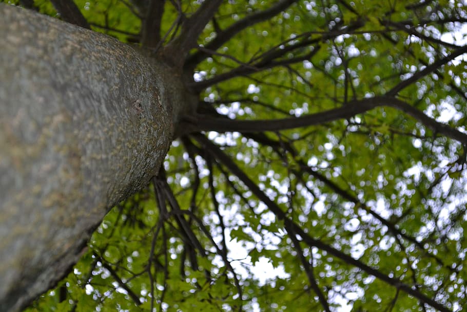 Tree, Bark, Nature, Landscape, Forest, forestry, rough, outdoors HD wallpaper