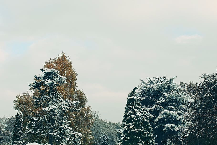 trees, autumn, winter, snow, nature, landscape, leaves, cold HD wallpaper