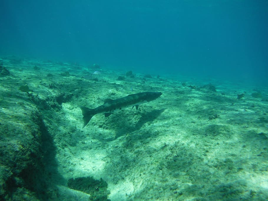 barracuda, fish, underwater, diving, ocean, undersea, animal wildlife HD wallpaper