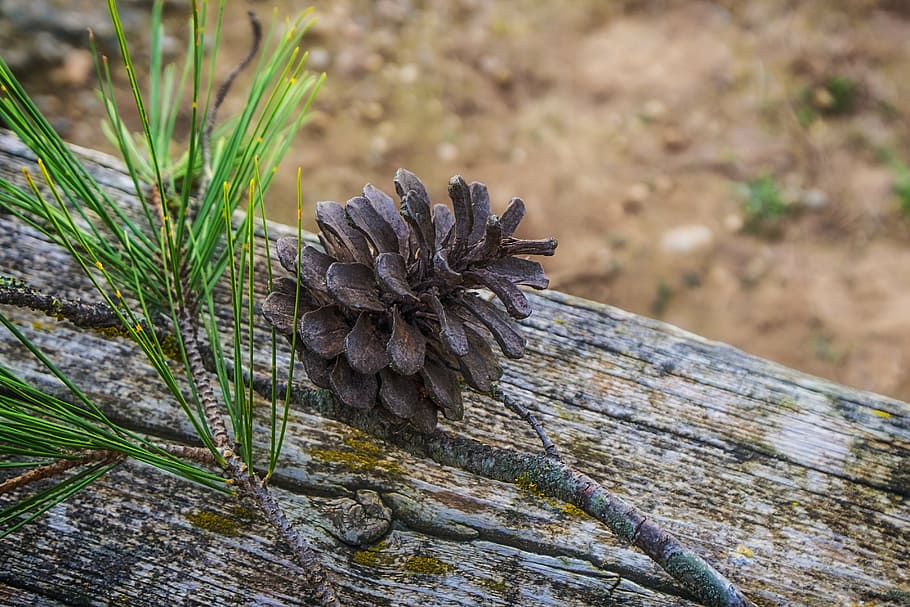 pineapple, dried pineapple, nature, trees, texture, park, bark HD wallpaper