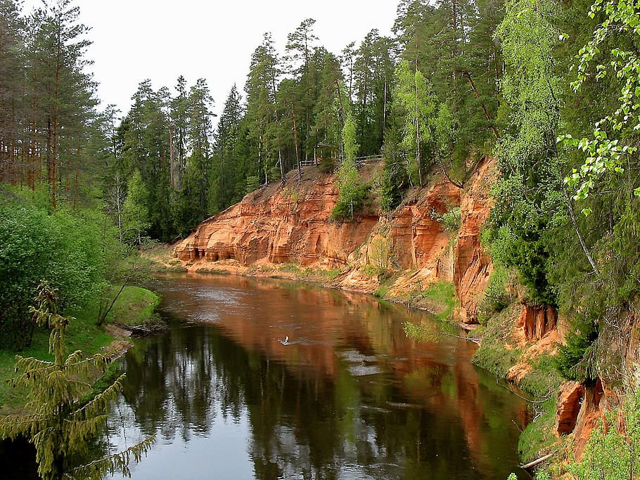 body of water near the tree during daytime, latvia, forest HD wallpaper