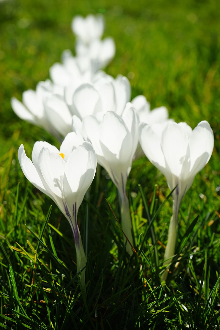 crocus, flowers, plant, spring, frühlingsblüher, white, schwertliliengewaechs HD wallpaper