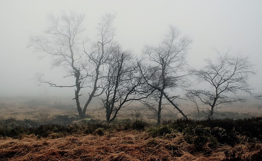 grass field with dead trees during foggy weather, photography