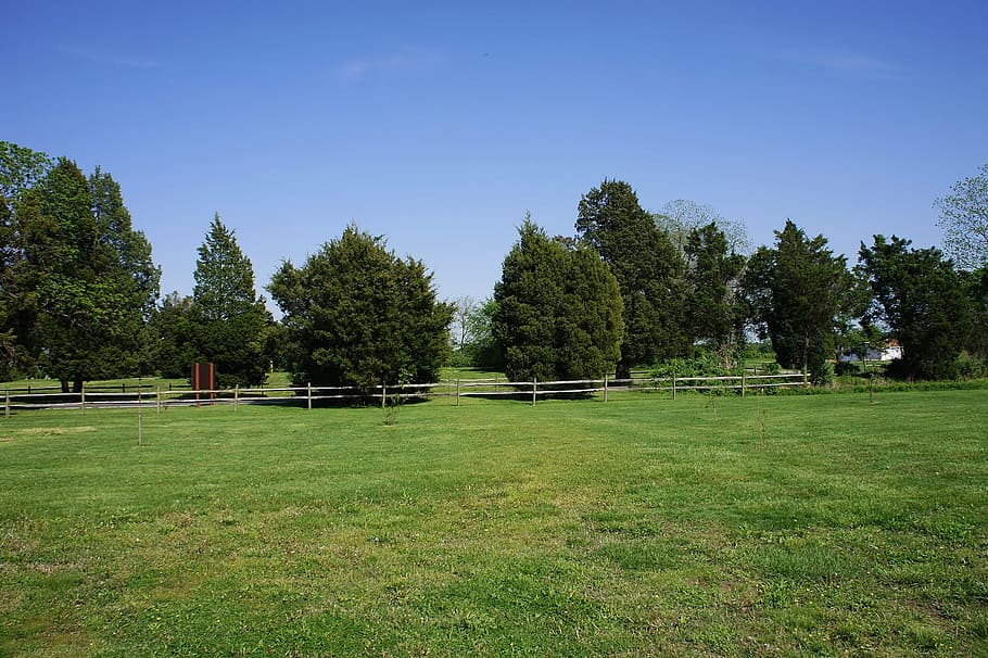 Trees, Spring, Landscape, park, wilderness, scenery, natural HD wallpaper