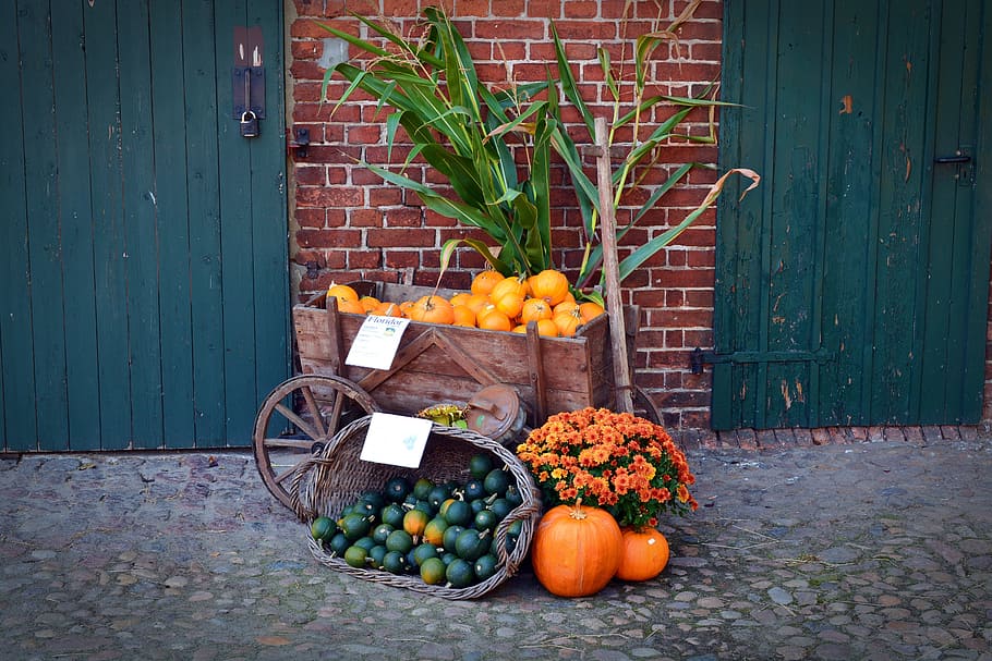 Pumpkin, Harvest Time, Sale, Decoration, benefit from, pumpkin yard cordes, HD wallpaper