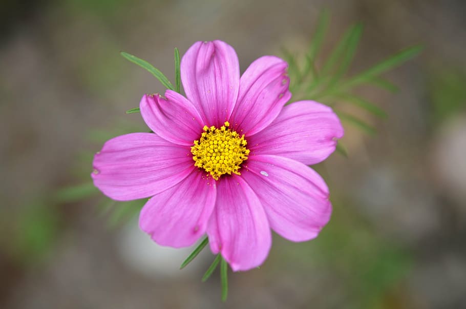 flower, pink, nature, spring, plant, green, leaf, red, bloom HD wallpaper