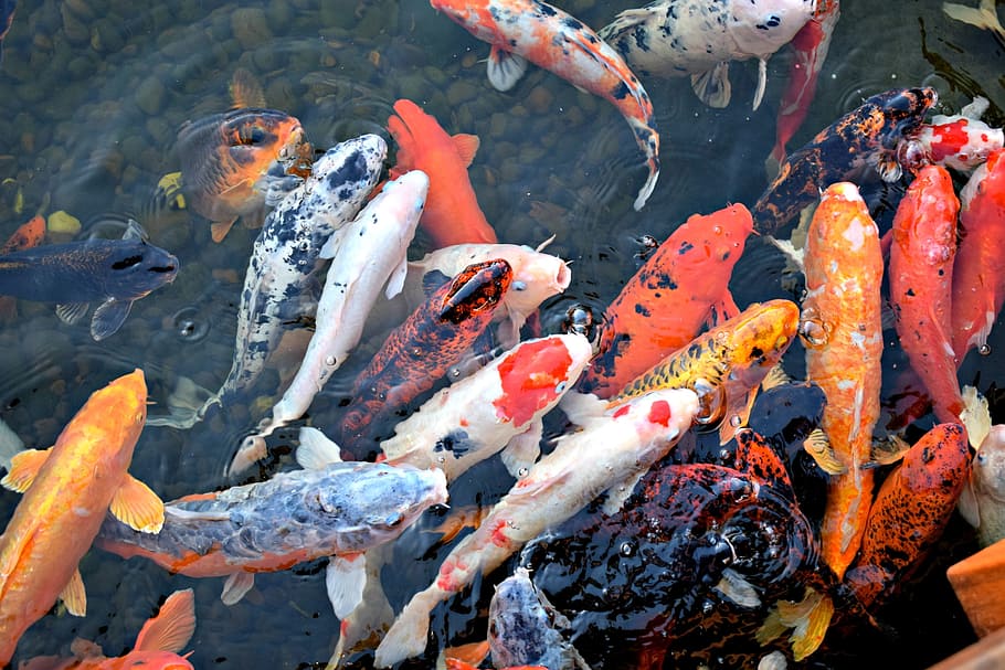 koi fishes on water, Asian, Japan, Ornamental, underwater, colorful, HD wallpaper