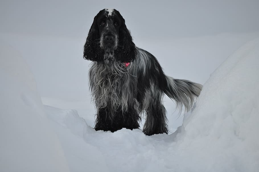 dog, spaniel, winter, coocker, pets, one animal, domestic animals HD wallpaper