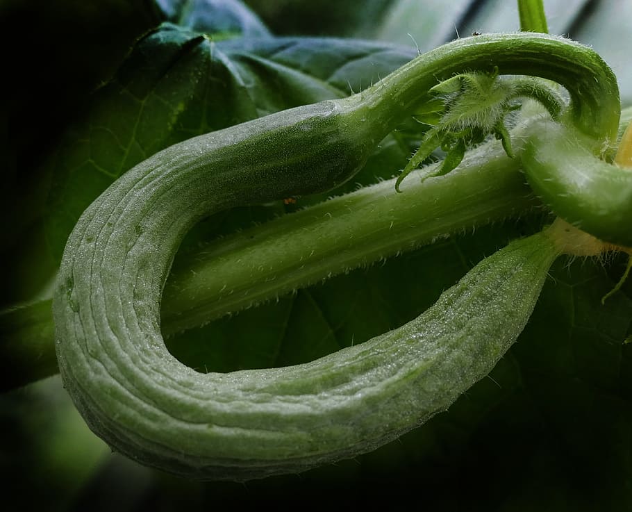 Cucumis sativus