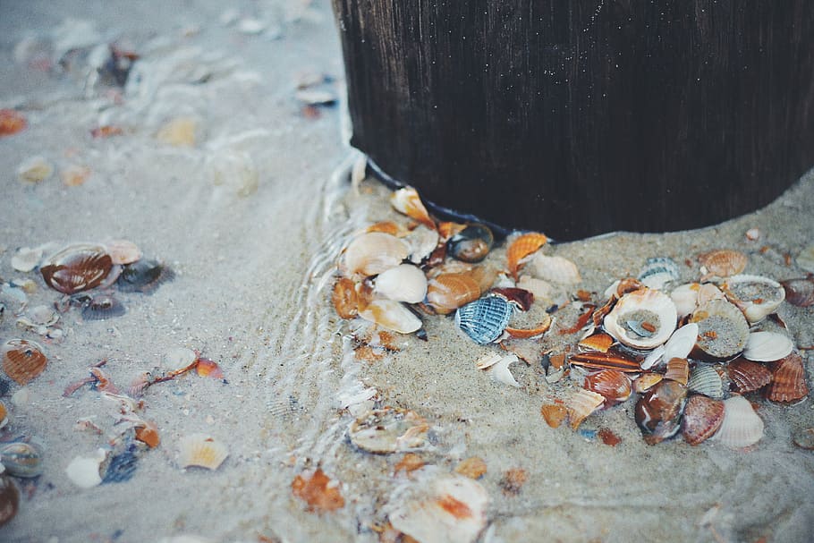 seashells on water, assorted seashell on gray sand, beach, stones HD wallpaper
