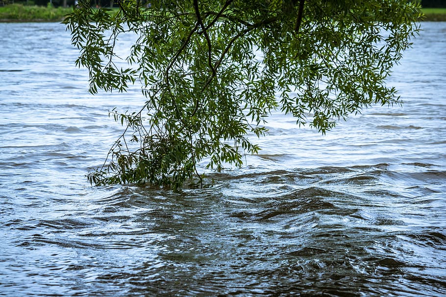 tree on body of water during daytime, high water, river, bush HD wallpaper
