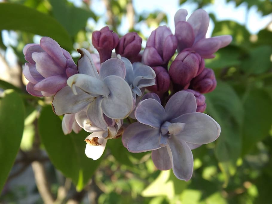 lilith, flower, spring, flowering plant, beauty in nature, growth HD wallpaper