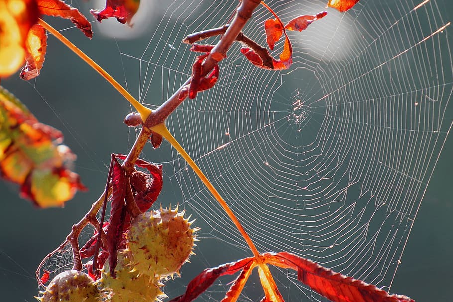 Spider, Webs, Weave, Spin, Network, spider webs, nature, cobweb HD wallpaper