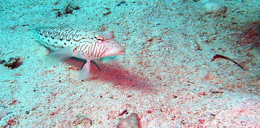 Diving, Underwater, Fish, underwater world, meeresbewohner HD wallpaper