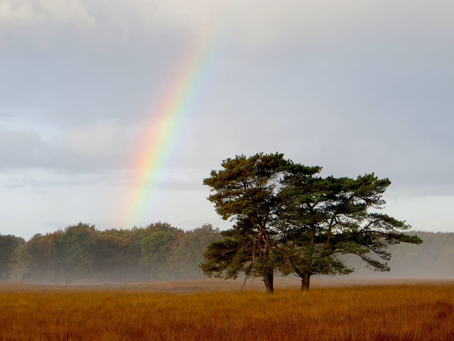 Rainbow, Landscape, Tree, Fog, delleboersterheide, nature, weather HD wallpaper