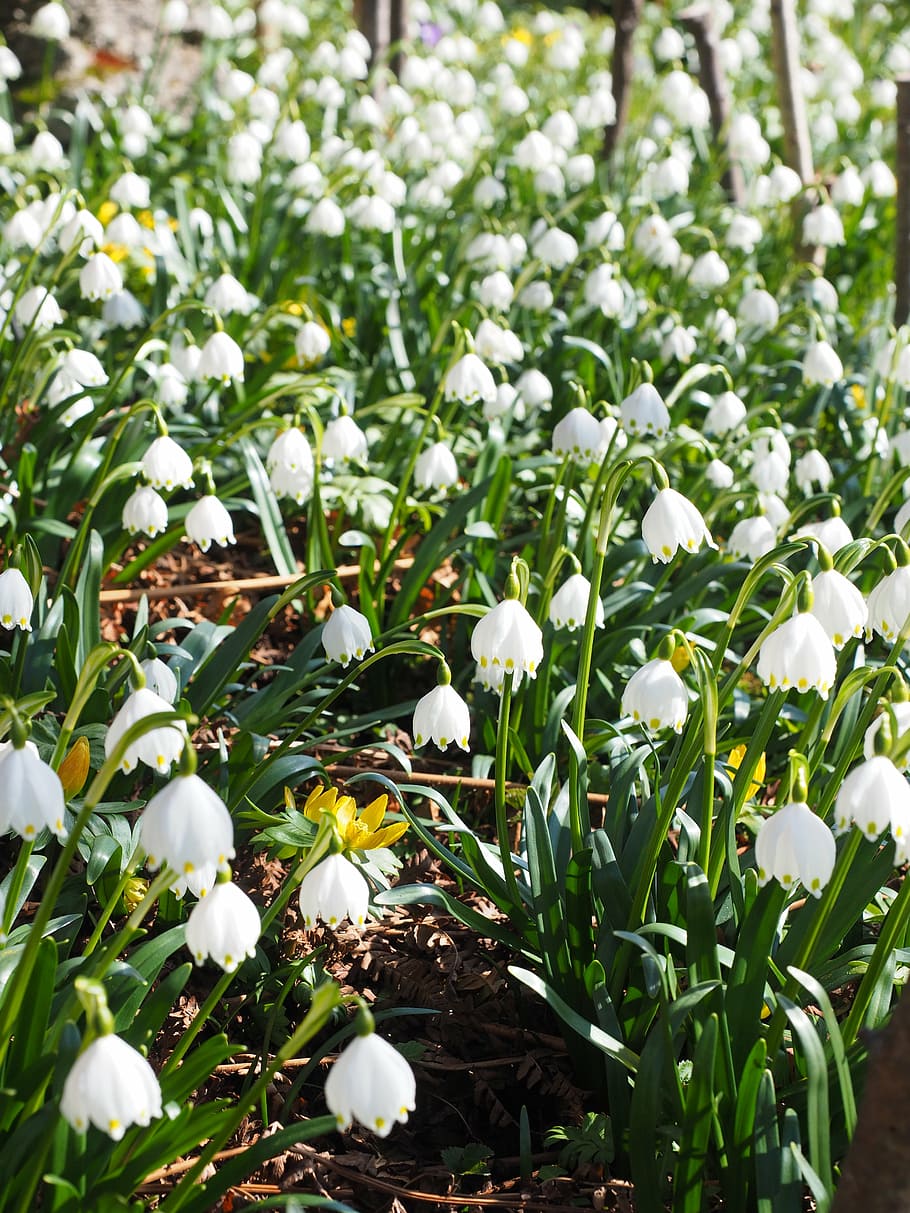 snowflake, flowers, spring, spring flower, fruehlingsknotenblume HD wallpaper