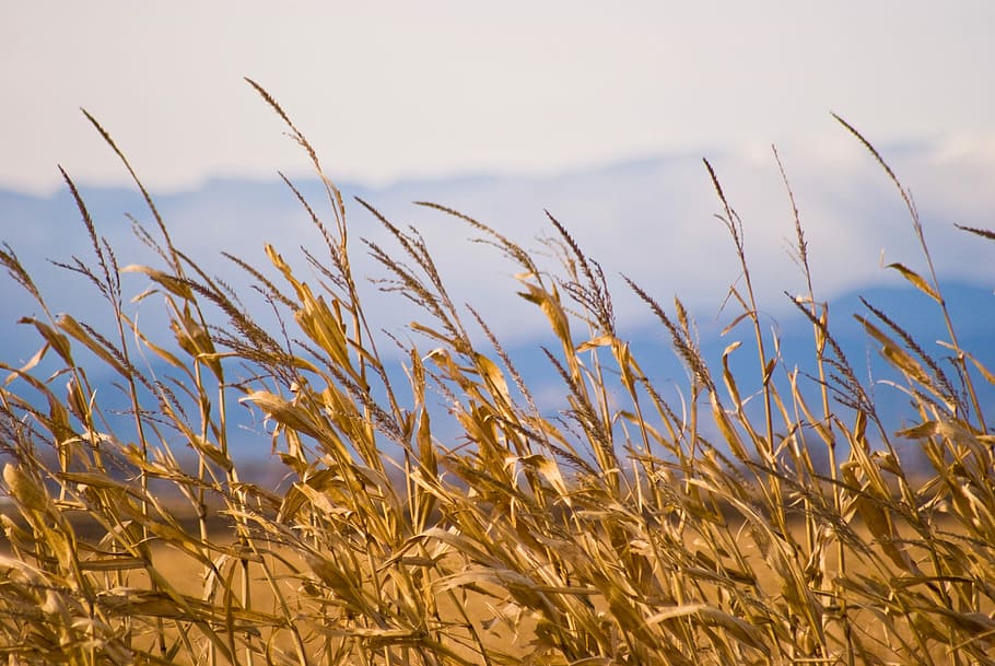 Close, Up, Grass, Background, Wheat, grain, white, field, nature, HD wallpaper