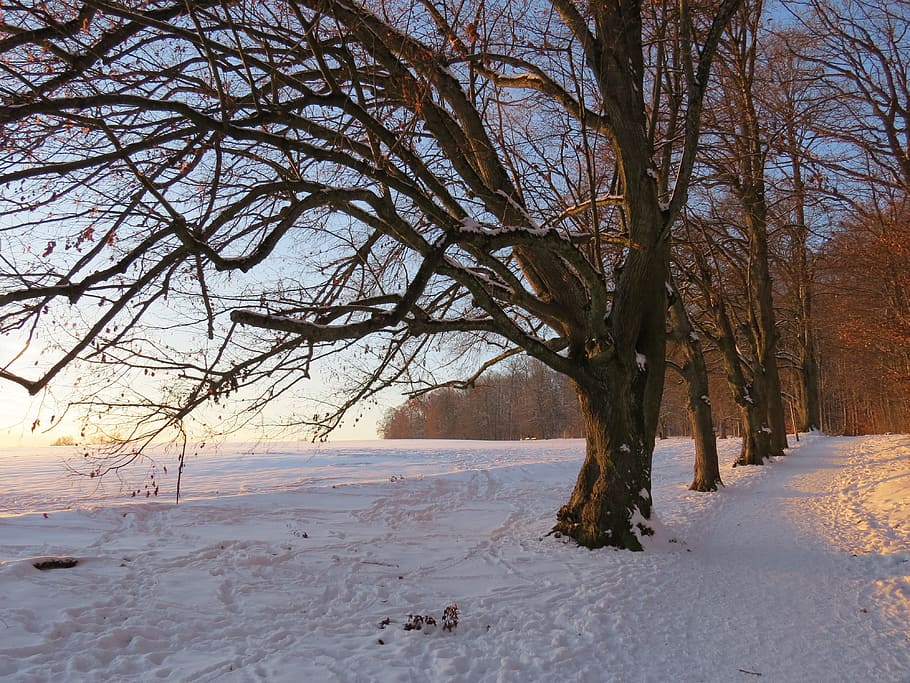 Tree, Avenue, Snow, Snowy, Winter, Cold, field, away, sky, green HD wallpaper