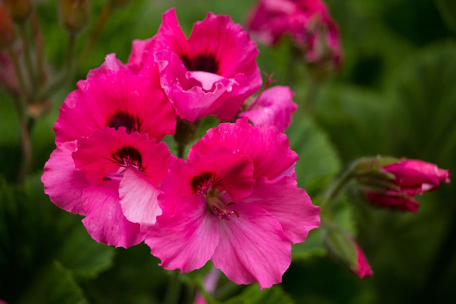 Flower, Plant, Jar, green, flowers, nature, spring, botany HD wallpaper