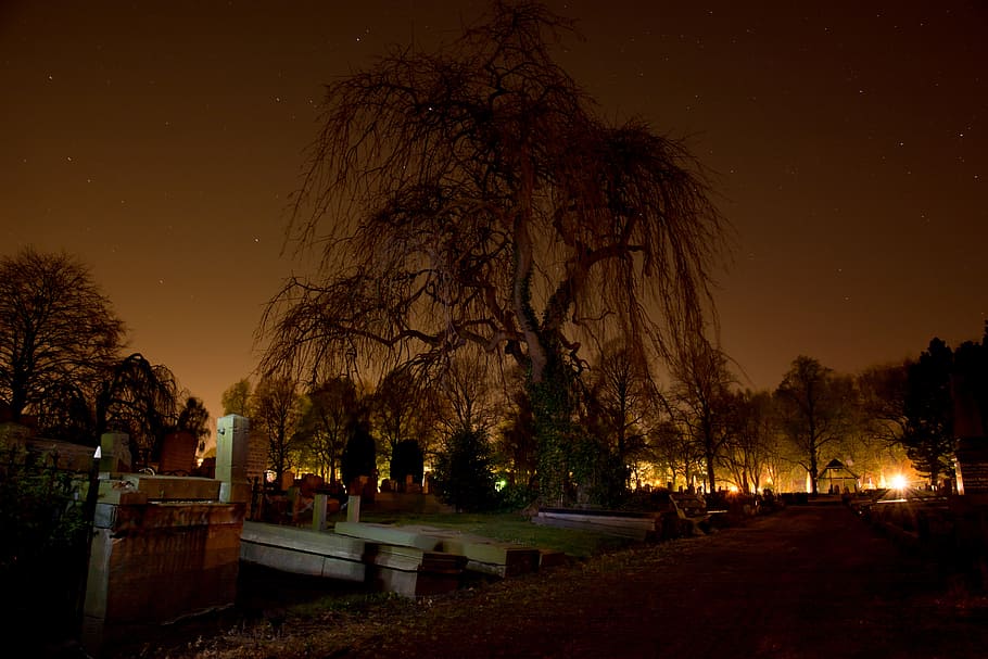 graveyard, graves, tree, spooky, night, tombstones, cemetery, HD wallpaper