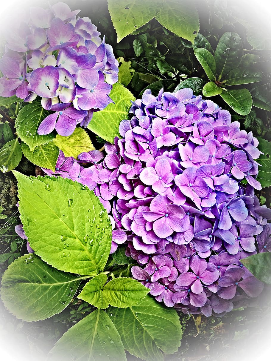 plant, hydrangea, shrub, garden, nature, umbels, in full bloom HD wallpaper