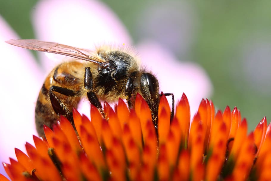 Close-up Photography of Honeybee on Orange Petaled Flower, animal HD wallpaper