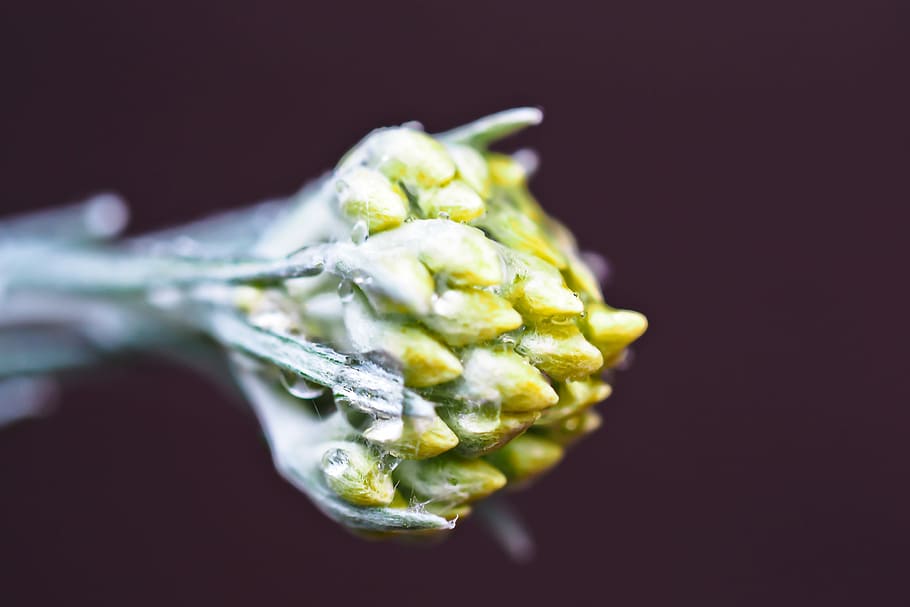Curried, Cabbage, Blossom, Bloom, curried cabbage, bud, nature HD wallpaper
