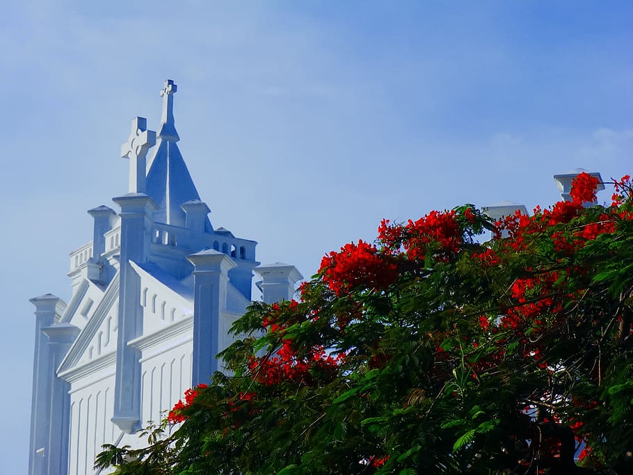red petaled flowers overlooking white concrete cathedral roof under blue sky at daytime