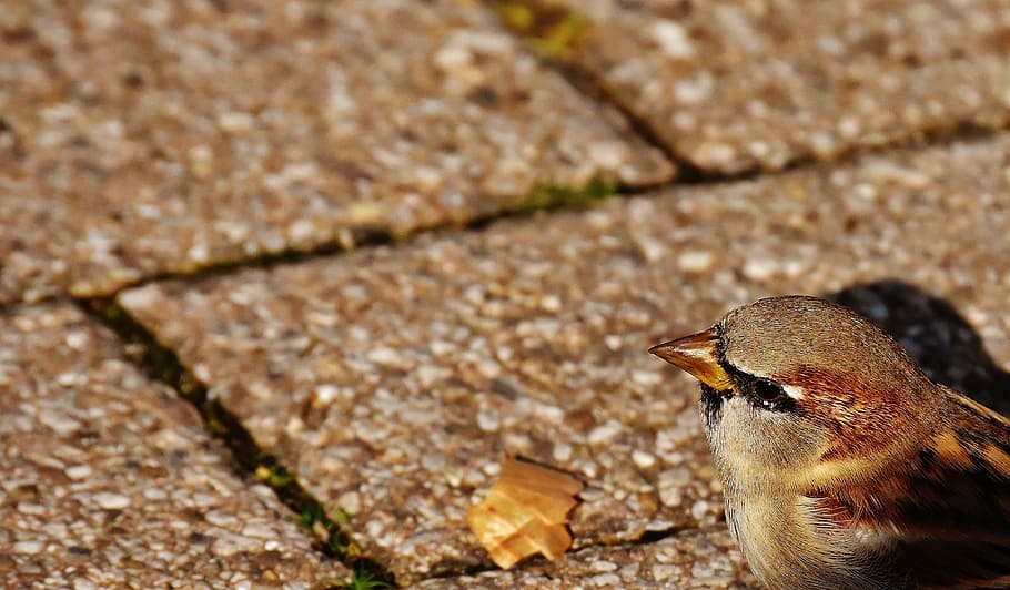 sparrow, bird, small, cute, nature, plumage, young, birds, sparrows HD wallpaper