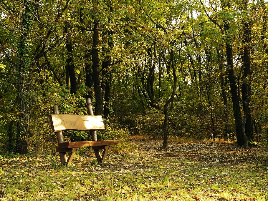 brown wooden bench during daytime, fall, autumn, park, nature HD wallpaper