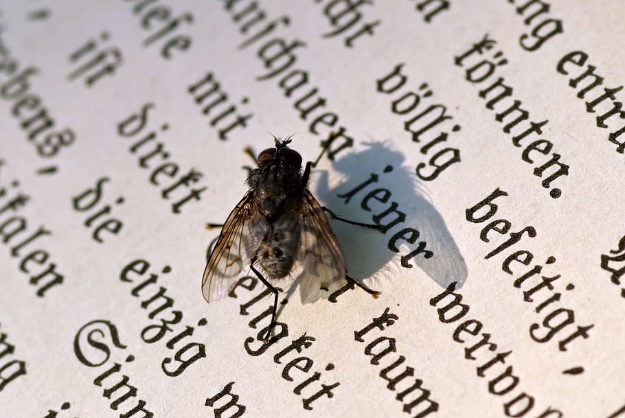Mucha, Insect, Bother, Read, Text, Book, old, writing, the gothic HD wallpaper