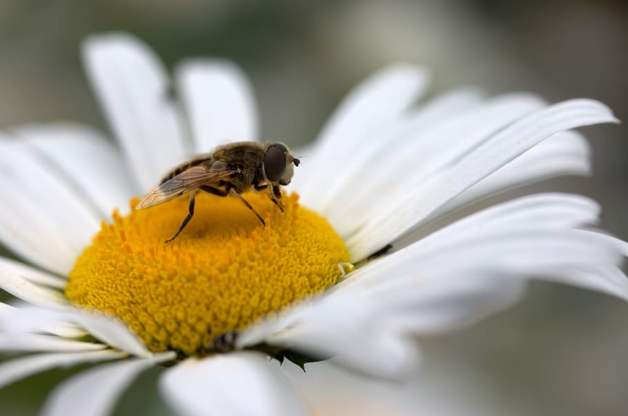 Bee, Daisy, Pollen, Work, Insecta, nature, flower, white, one animal HD wallpaper