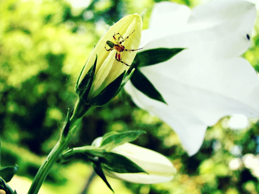 Spider, Lily, Nature, Color, Flora, multi color, fauna, summer HD wallpaper