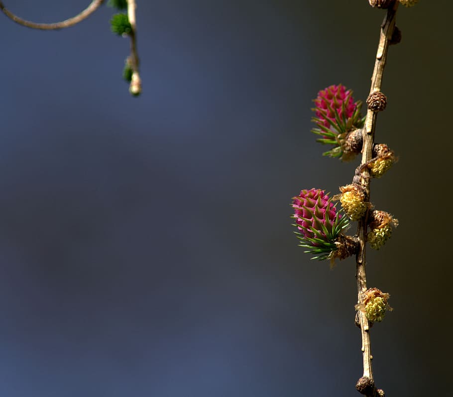 sprig, cone, nature, spring, plant, flower, flowering plant HD wallpaper