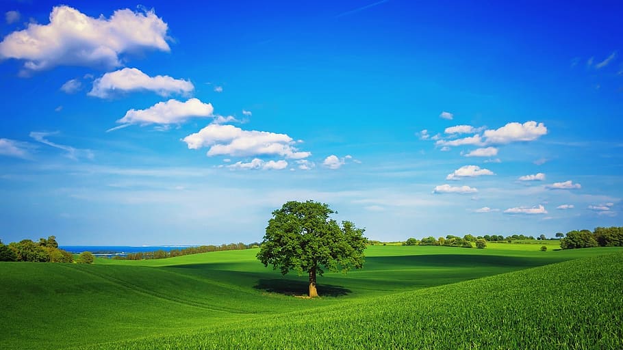 Field, Tree, Clouds, nature, beauty in nature, tranquil scene HD wallpaper
