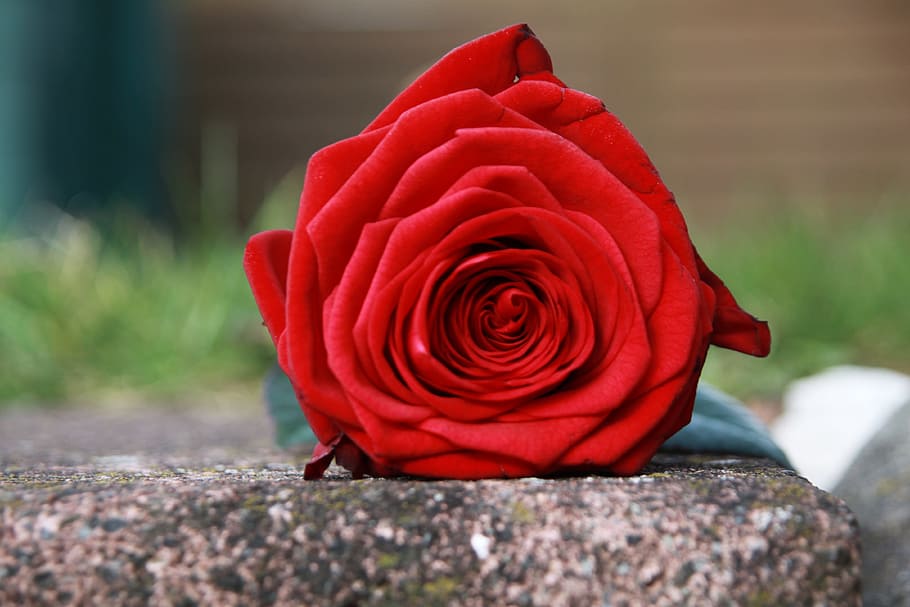closeup photo of red rose on gray concrete, stone, bakkararose HD wallpaper
