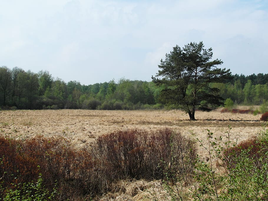 moor, light, spring, wide, away, hiking, recovery, nature conservation HD wallpaper