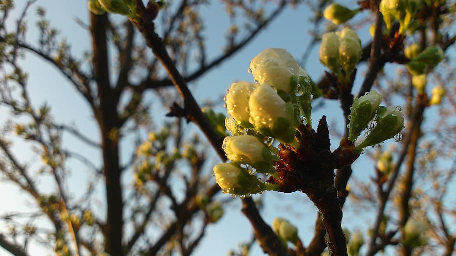 dew, flower buds, tree, nature, branch, fruit, leaf, yellow HD wallpaper