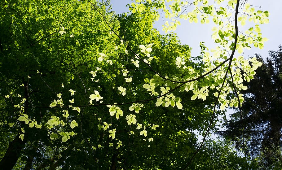 tree, branches, sun, leaf, light, green, hell, forest, leaves HD wallpaper