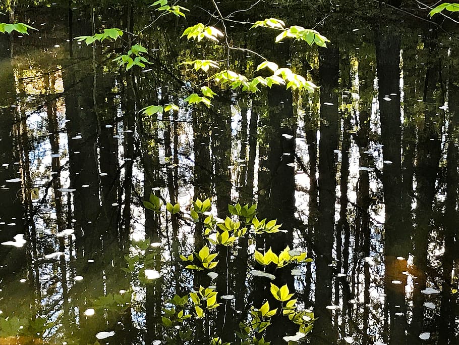 Reflection, Leaves, Water, Stream, Pond, natural, spring, river HD wallpaper