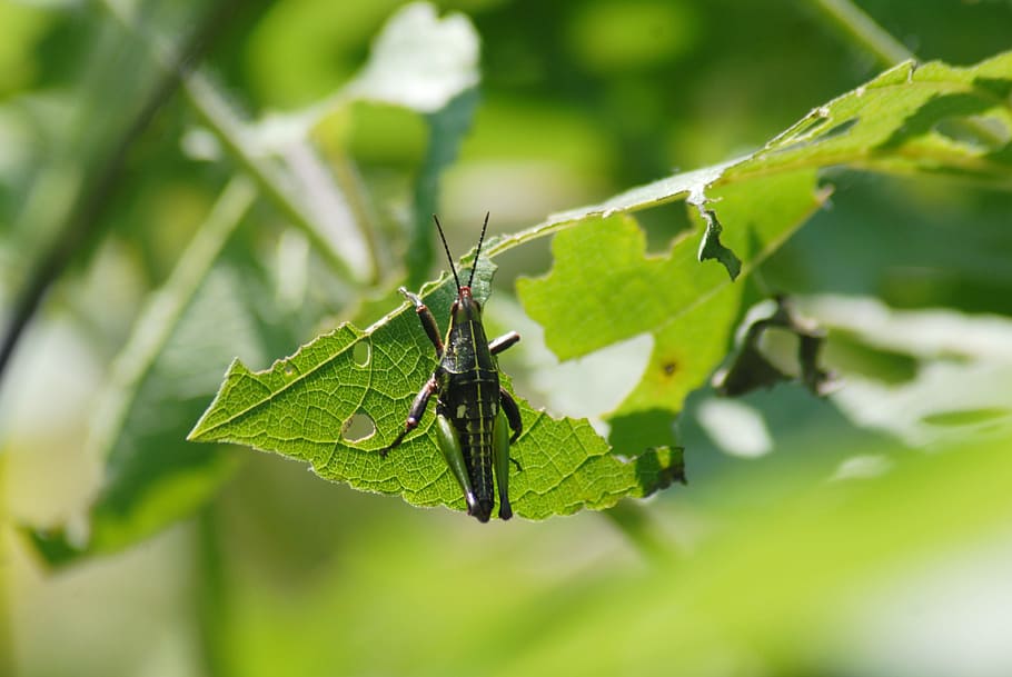 grasshopper, chapulin, regional, plant part, leaf, green color HD wallpaper