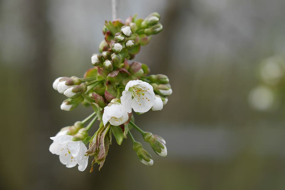 Cherry, Blossom, Cherry Blossoms, Spring, nature, tree, branch HD wallpaper