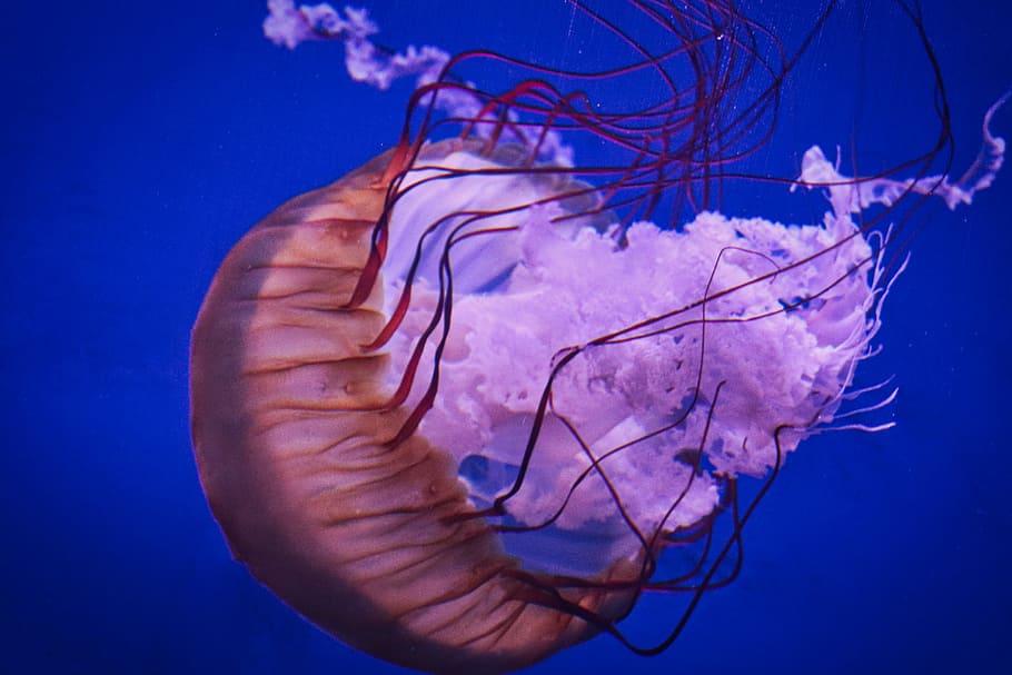 underwater, jellyfish, waters, ocean, sea life, marine, animals in the wild HD wallpaper