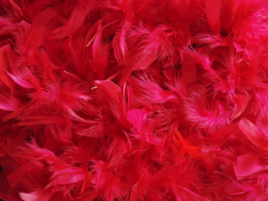 close up photography of red petaled flowers, feathers, dyed HD wallpaper