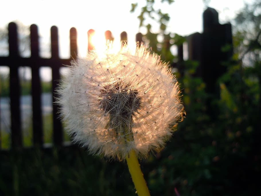 dandelion, back light, plant, focus on foreground, flower, close-up HD wallpaper