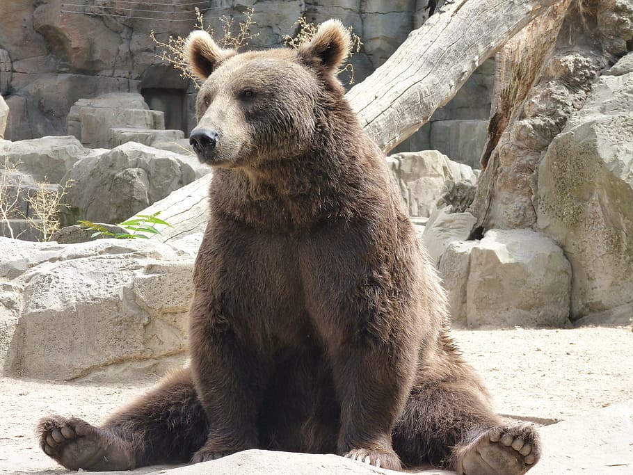 brown bear near gray rocks, sitting, animal, funny, animal themes HD wallpaper