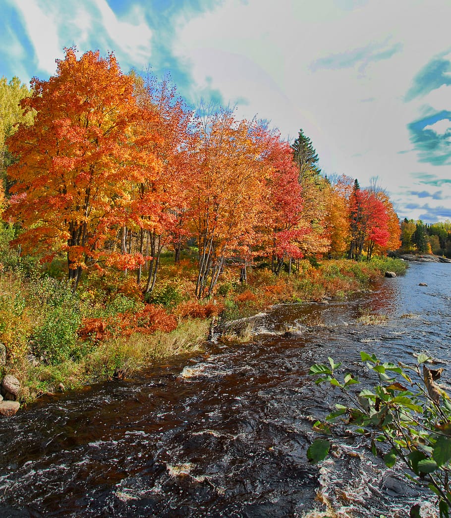 autumn, fall, colors, colours, canada, orange, nature, season HD wallpaper